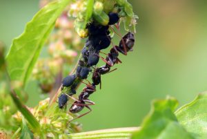 come eliminare le formiche in casa 