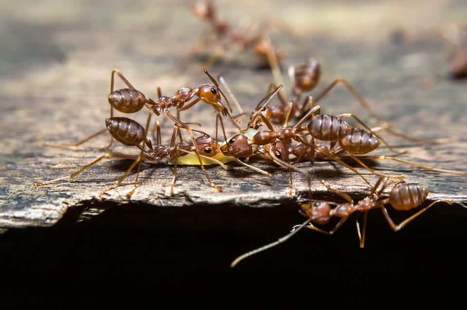 eliminare formiche in casa
